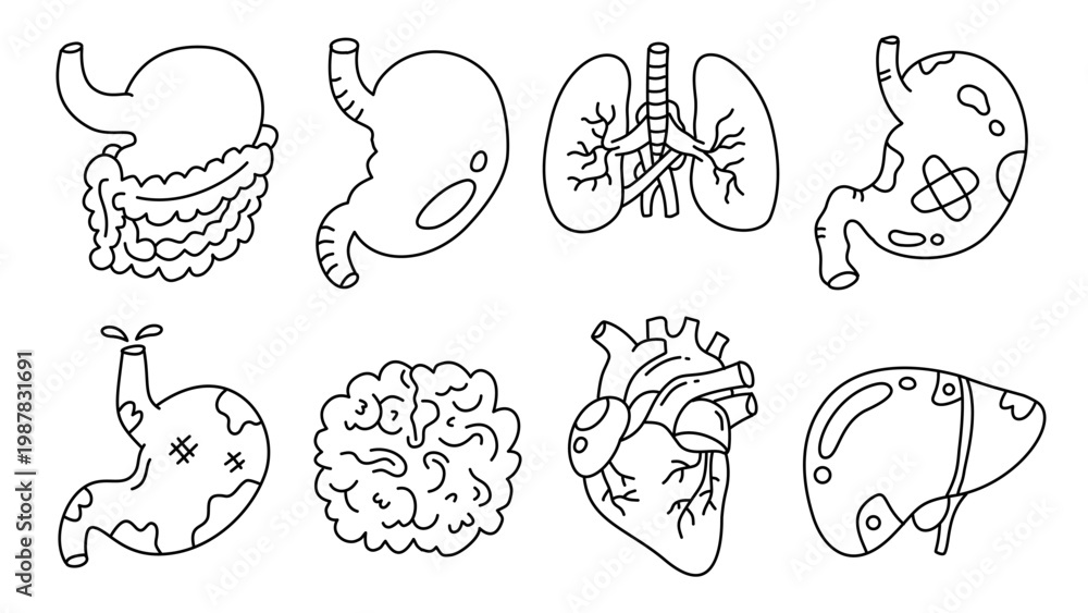 Fototapeta premium Professional anatomical illustration showing heart lungs and stomach for medical educational purposes