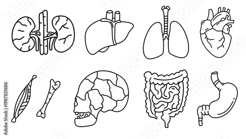 Human anatomy collection featuring skull bones lungs liver and muscular body system elements