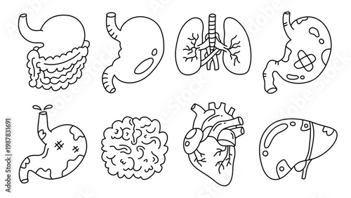 Professional anatomical illustration showing heart lungs and stomach for medical educational purposes