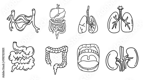 Collection of medical sketches showing human kidneys digestive tract and respiratory system organs