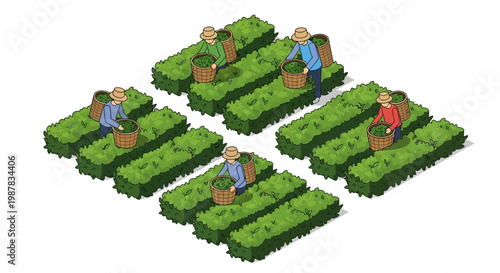 Isometric vector illustration showing tea farmers harvesting leaves on a terraced tea garden, with a clean design and warm color palette, conveying a sense of traditional agriculture