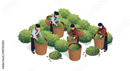 Isometric vector illustration of tea farmers harvesting leaves into baskets in a terraced tea garden, with a clean white background and a colorful, cheerful design that depicts a thriving