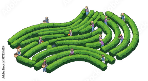 Isometric vector illustration of tea farmers tending a terraced tea garden, the design uses cartoon people characters working on the green rows against a clean white background