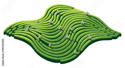 Isometric vector art showing a terraced tea garden with tiny people tending to the plants in a bright and cheerful illustration, set against a clean white background, creating a vibrant
