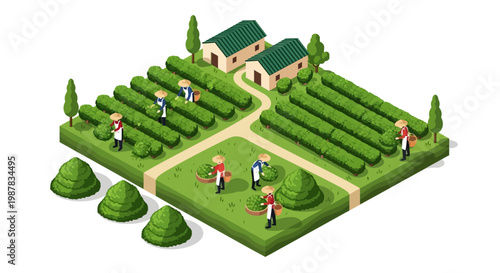 Isometric vector art depicts tea farmers harvesting tea leaves in a terraced tea garden with traditional conical hats, set against a clean background with a bright and cheerful mood