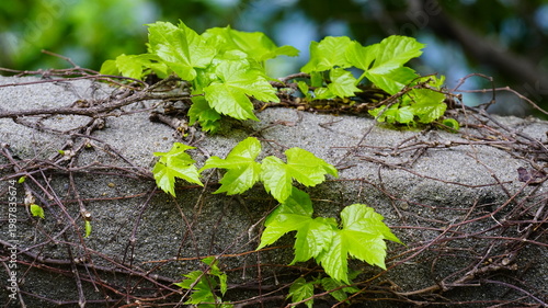 the vines of the ivy on the wall