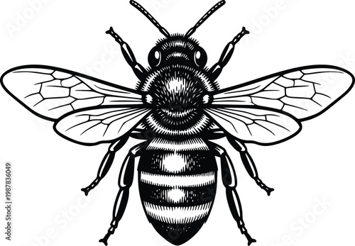 Detailed Bee Hand Drawn Vector Line Art Black and White Insect Illustration