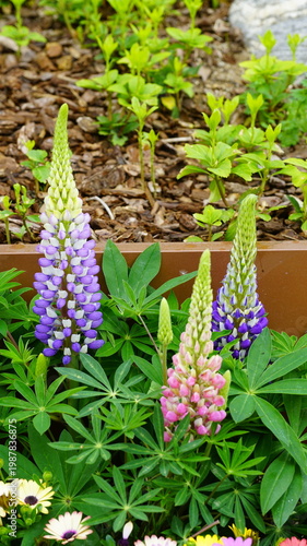 Lupinus flowers in full bloom in the flower bed