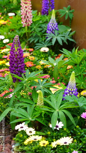 Lupinus flowers in full bloom in the flower bed