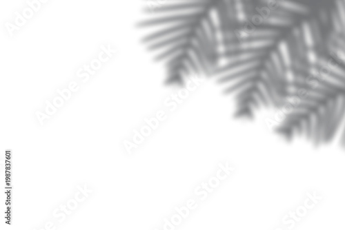 Palm leaves shadow overlay isolated on transparent background