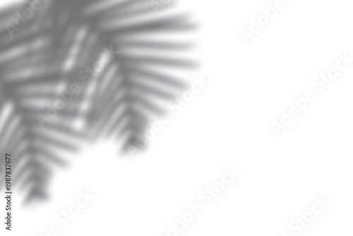 Palm leaves shadow overlay isolated on transparent background