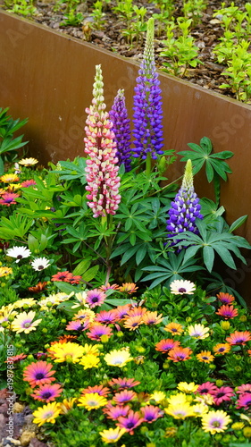 Lupinus flowers in full bloom in the flower bed