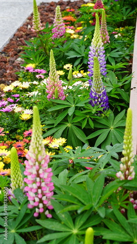 Lupinus flowers in full bloom in the flower bed
