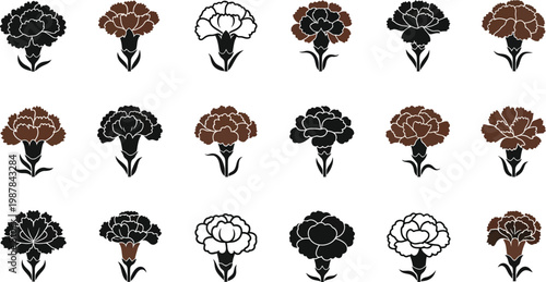 Various colored carnation flower in rows on white flowers carnations white background black brown