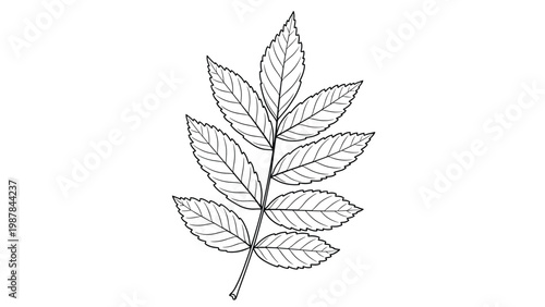 Detailed line drawing of a compound leaf with several pairs of serrated leaflets arranged along a central stem on a white background.