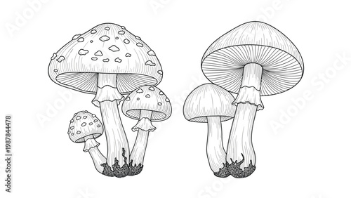 Detailed black and white line drawing of two groups of different mushroom species showing stems, caps, and gills on a white background.
