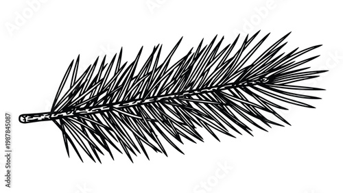Detailed black and white line art drawing of a single pine tree branch with sharp needles representing winter and evergreen nature.