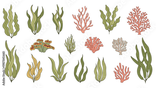 Large collection of different underwater sea plants, corals, and seaweeds in various colors and shapes in a flat illustration style.