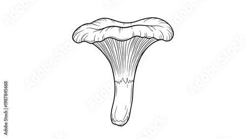 Detailed black and white botanical line drawing of a chanterelle mushroom with its characteristic wavy cap and ridged stem.