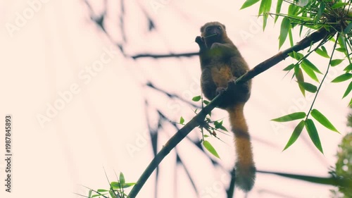 a golden bamboo lemur (Hapalemur aureus) eating leaves while sitting on a tree. Madagascar rainforest.