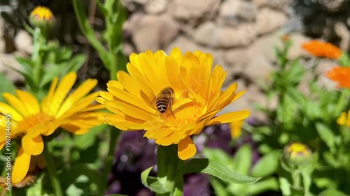 Honey Bee is extracting nector and pollen from Calendula or Marigold yellow flowers