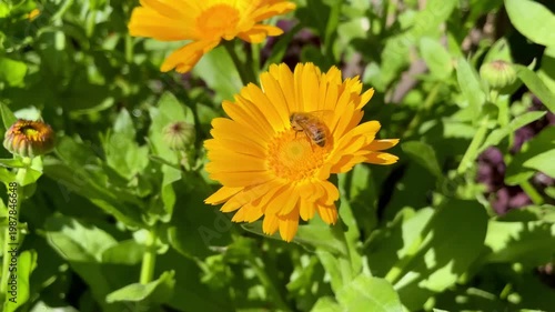 Honey Bee is extracting nector and pollen from Calendula or Marigold yellow flowers