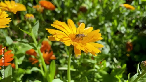 Honey Bee is extracting nector and pollen from Calendula or Marigold yellow flowers