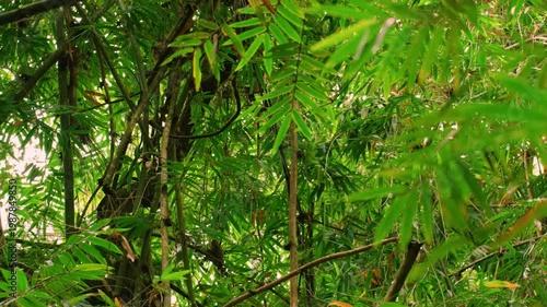 A wide angle footage of a golden bamboo lemur (Hapalemur aureus) Walking on branches of high trees in rainforests of Madagascar island.
