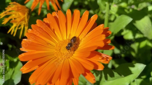 Honey Bee is extracting nector and pollen from Calendula or Marigold yellow flowers