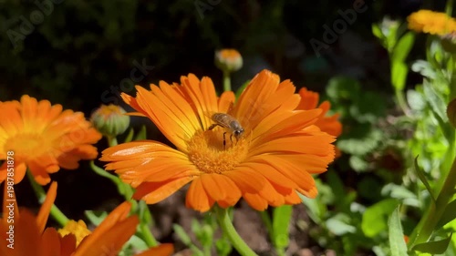 Honey Bee is extracting nector and pollen from Calendula or Marigold yellow flowers