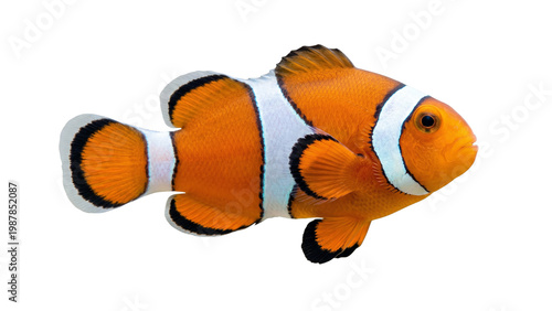 Картината върху платно A vibrant orange clownfish with white stripes isolated on transparent background