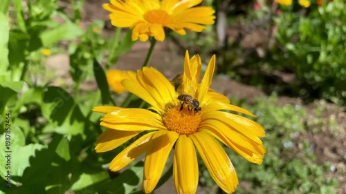 Honey Bee is extracting nector and pollen from Calendula or Marigold yellow flowers