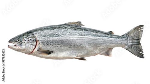 Obraz na plátně A realistic image of a salmon side view isolated on transparent background