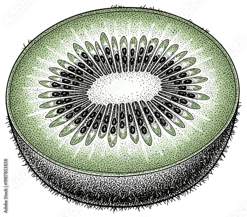 Freshly sliced kiwi fruit showing detailed seeds and green juicy pulp