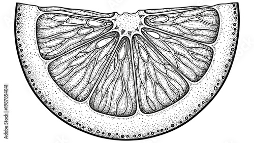 Hand drawn black and white citrus fruit slice detailed illustration