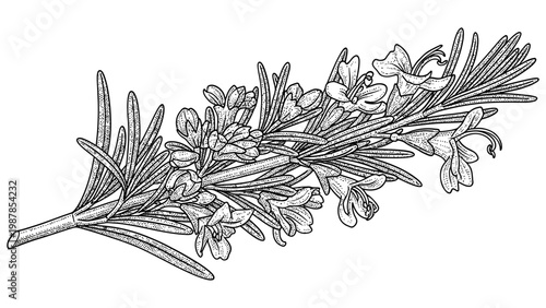 Detailed sketch of a flowering rosemary branch on white background