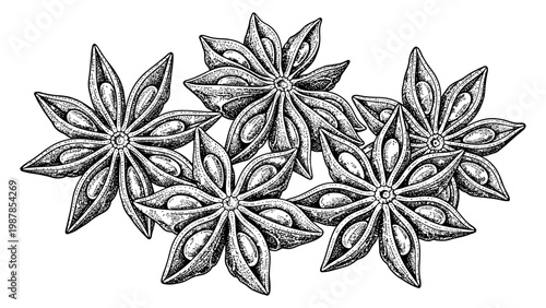 Detailed ink illustration of aromatic star anise spice seed pods