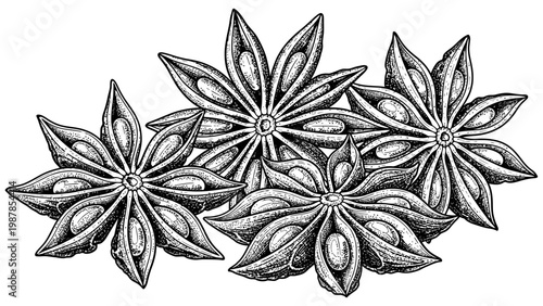 Detailed black and white ink illustration of organic star anise pods
