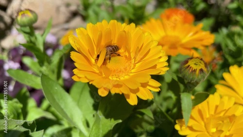 Honey Bee is extracting nector and pollen from Calendula or Marigold yellow flowers