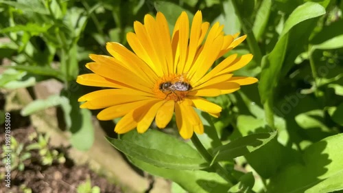 Honey Bee is extracting nector and pollen from Calendula or Marigold yellow flowers