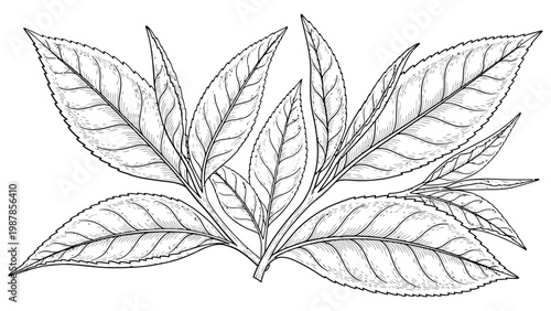 Detailed hand drawn sketch of green tea leaves on branch