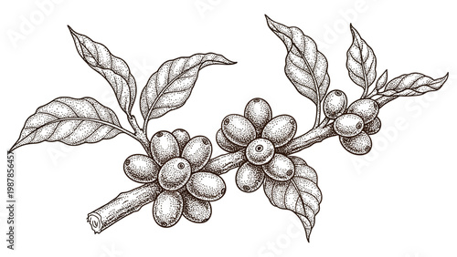 Detailed vintage illustration of coffee plant branch with berries and leaves.