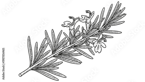 Detailed black and white line drawing of fresh blooming rosemary sprig