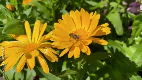 Honey Bee is extracting nector and pollen from Calendula or Marigold yellow flowers