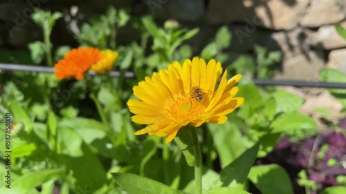 Honey Bee is extracting nector and pollen from Calendula or Marigold yellow flowers