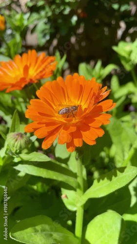 Honey Bee is extracting nector and pollen from Calendula or Marigold yellow flowers