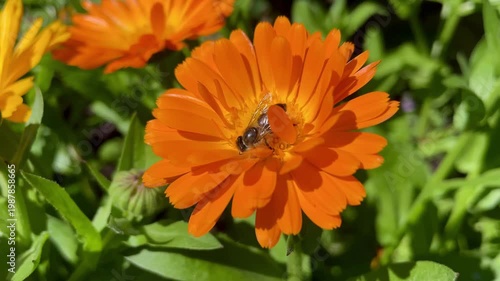 Honey Bee is extracting nector and pollen from Calendula or Marigold yellow flowers