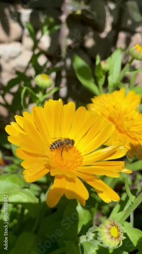 Honey Bee is extracting nector and pollen from Calendula or Marigold yellow flowers