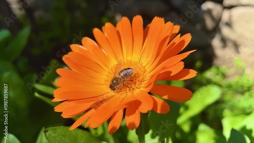 Honey Bee is extracting nector and pollen from Calendula or Marigold yellow flowers