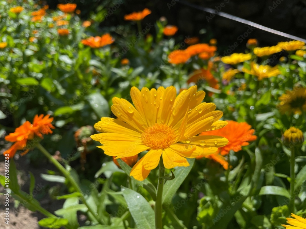 Fototapeta premium the Calendula, Pot Marigold or Ruddles yellow flowers